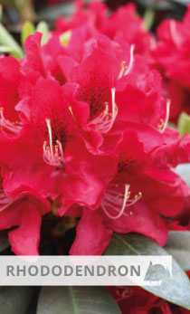 Rhododendron Karl Name