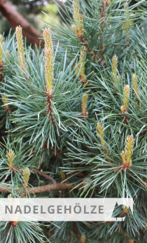 Pinus sylvestris Wateren